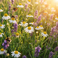CAMOMILE & LAVENDAR
