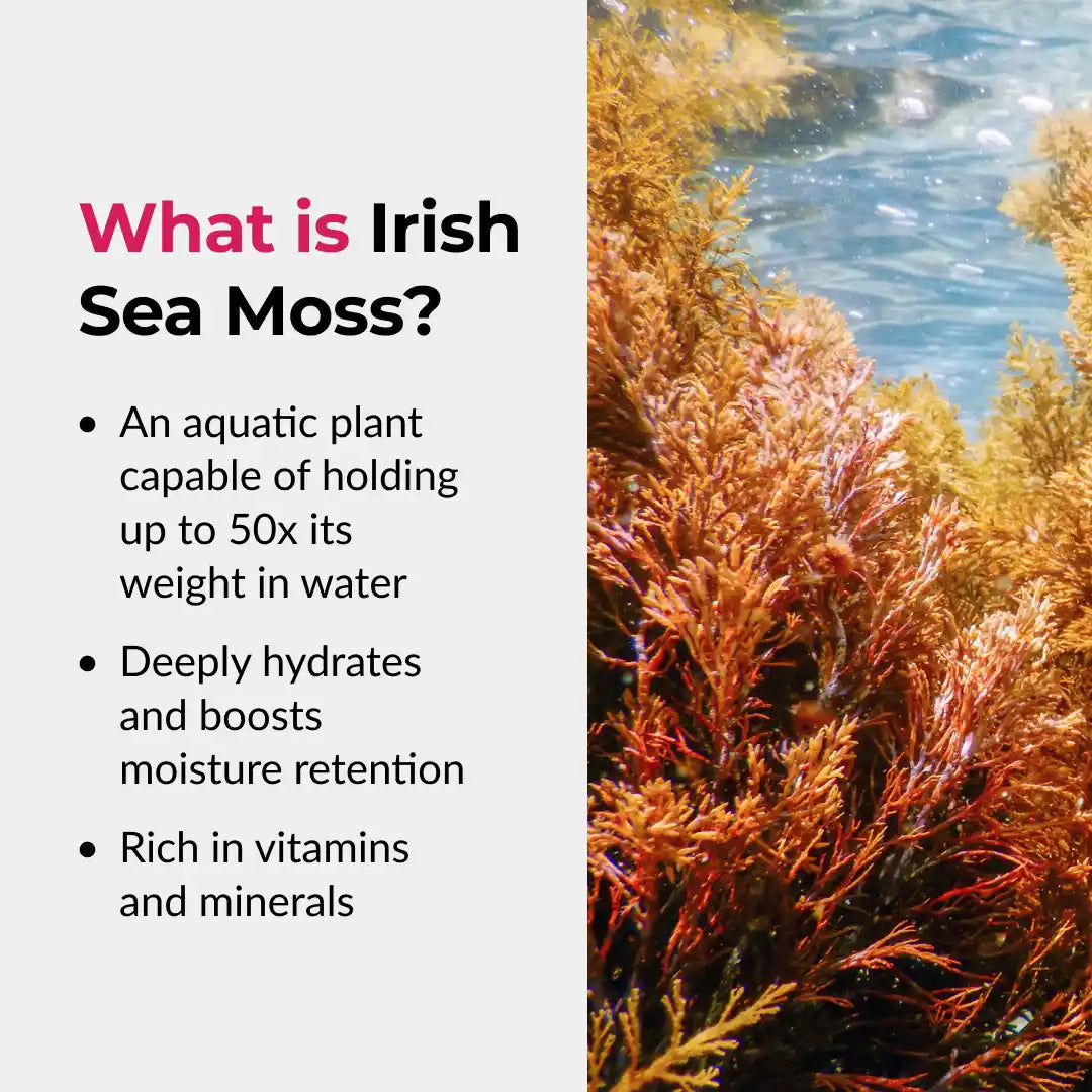 Irish Sea Moss Gel