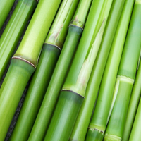 BAMBOO