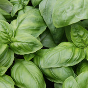 BASIL