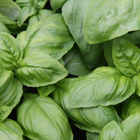 BASIL