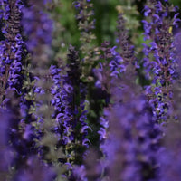BLUE VERVAIN