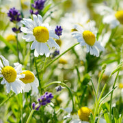 CAMOMILE & LAVENDAR