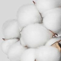COTTON SEED