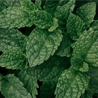 PEPPERMINT