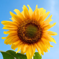 SUNFLOWER OIL