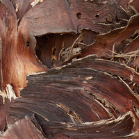 WILD CHERRY BARK