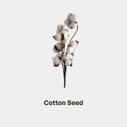COTTON SEED